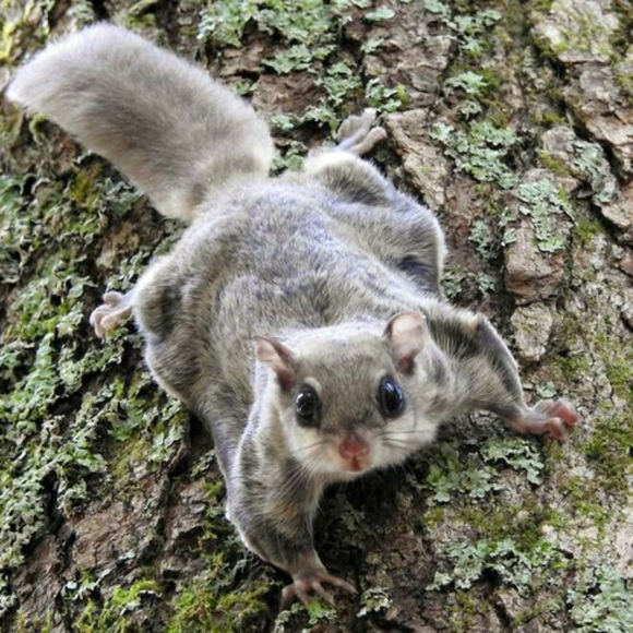 🌲Hi! I'm Ozark Roots!🌲 - Picture 4 of 6